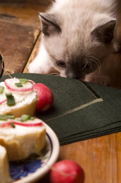 Entzückende kleine Kätzchen und Frühstück — Stockfoto