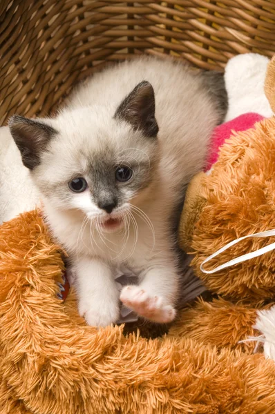 Αξιολάτρευτο μικρό γατάκι σε ψάθινο καλάθι — Φωτογραφία Αρχείου
