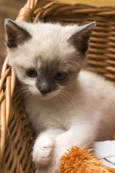 고리 버들 세공 바구니에 사랑 스러운 작은 고양이 — 스톡 사진