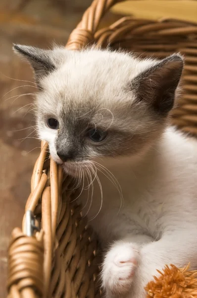 Ładny mały kotek w wiklinowym koszu — Zdjęcie stockowe