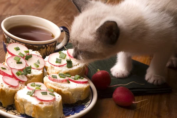 Adorable gatito pequeño y desayuno — Foto de Stock