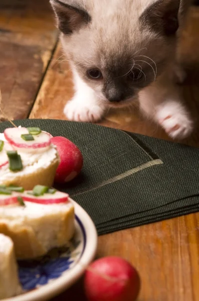 사랑 스러운 작은 새끼 고양이와 아침 식사 — 스톡 사진