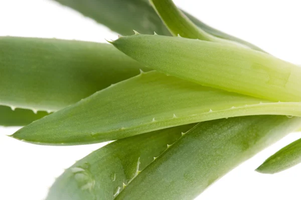 Aloe vera - Ziołolecznictwo — Zdjęcie stockowe