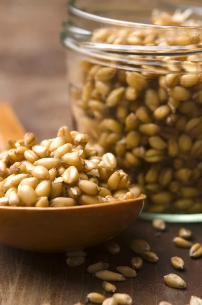 stock image Wheat Germs