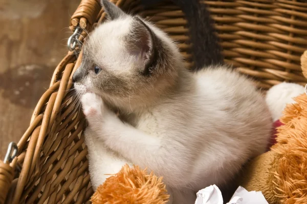 Очаровательный маленький котенок в плетеной корзине — стоковое фото
