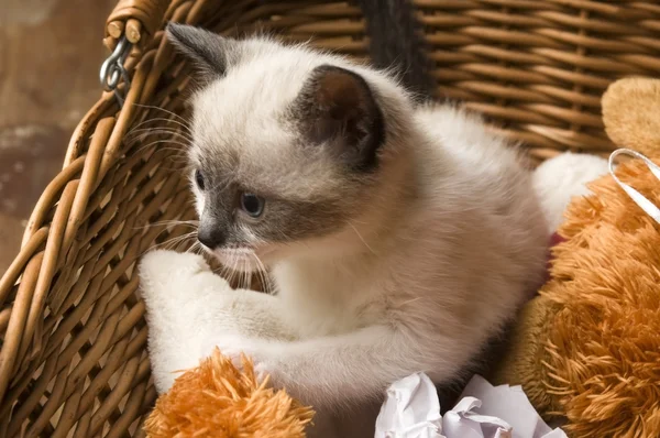 Adorável pequeno gatinho em cesta de vime — Fotografia de Stock