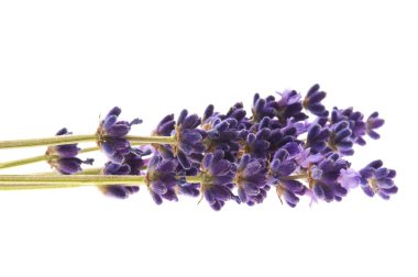 Lavender flowers on the white background clipart
