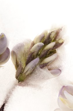 Frozen flowers. blossoms in the ice cube clipart