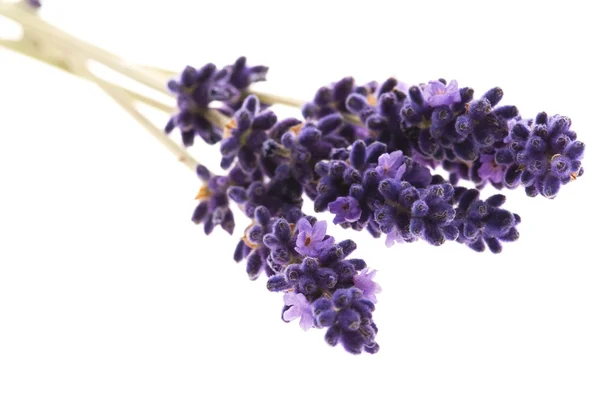 Lavender flowers on the white background — Stock Photo, Image