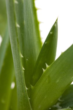 Aloe vera - herbal medicine clipart