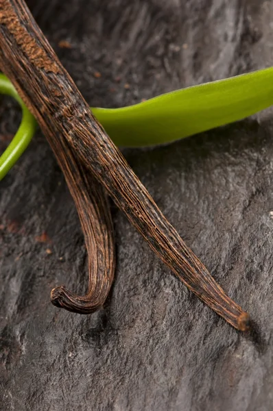 Vanille planifolia wijnbouw en gedroogde vanillestokjes — Stockfoto