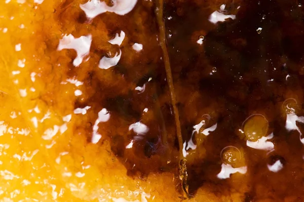 Французский десерт - кремовый брюле, обгорелый крем — стоковое фото