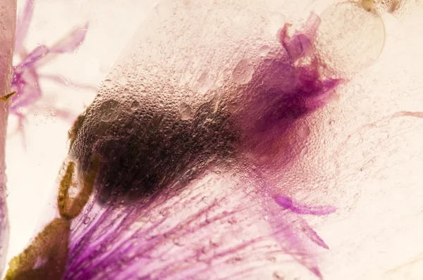 Zmrazené květiny. květy v kostku ledu — Stock fotografie