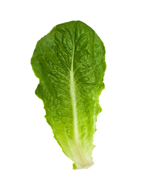 Leaf Of Romaine Salad — Stock Photo, Image