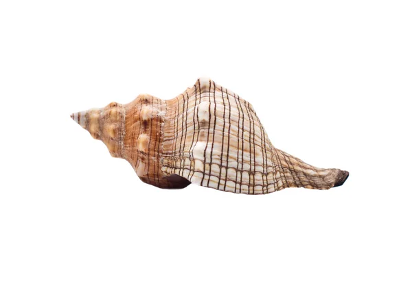 La concha marina — Foto de Stock