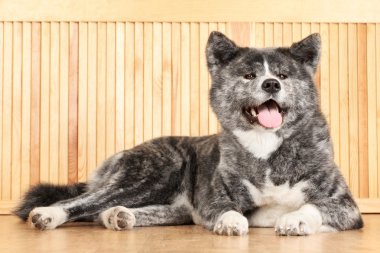 Akita Inu dog portrait clipart