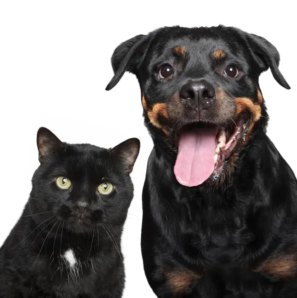 Retrato de gato e cão em branco — Fotografia de Stock