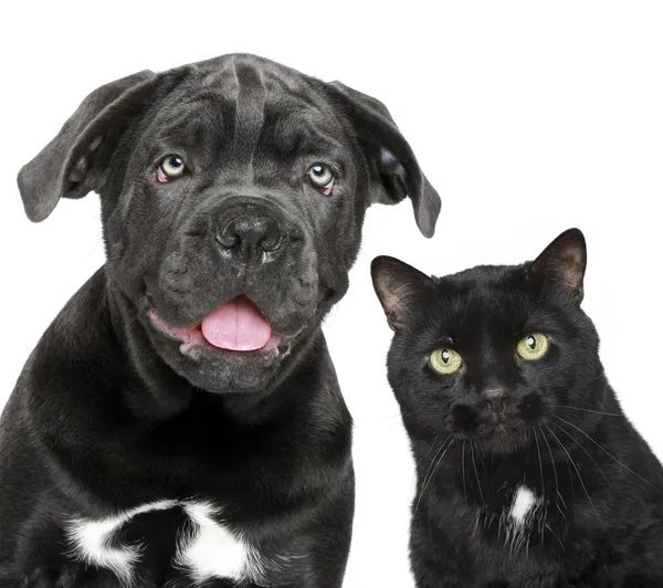 Pies i kot razem — Zdjęcie stockowe