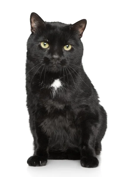 Gato preto, close-up retrato — Fotografia de Stock
