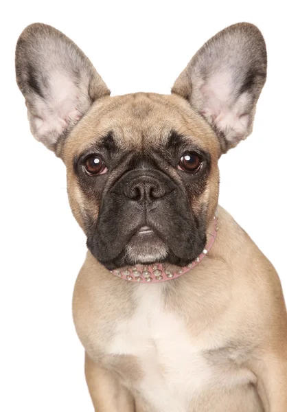 Bulldog francés cachorro primer plano retrato — Foto de Stock