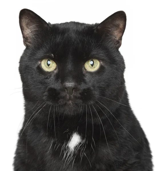 Szczegół portret czarny kot — Zdjęcie stockowe