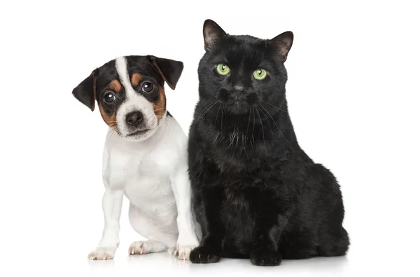 Köpek ve kedi beyaz zemin üzerine portre — Stok fotoğraf