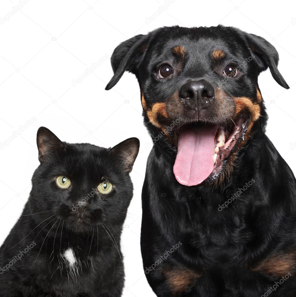 Portrait of cat and dog on white