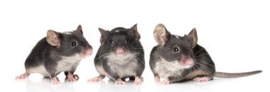 Three charming mouse close-up portrait clipart