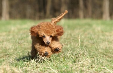 çalışan oyuncak kaniş köpek yavrusu