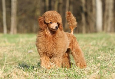 Toy poodle puppy portrait (outdoor) clipart