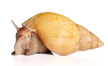 Giant African snail Achatina clipart