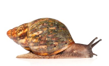 Giant African snail Achatina crawling clipart