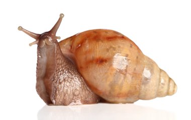 Big snail posing clipart