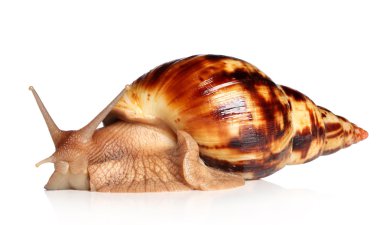 Giant African snail Achatina clipart