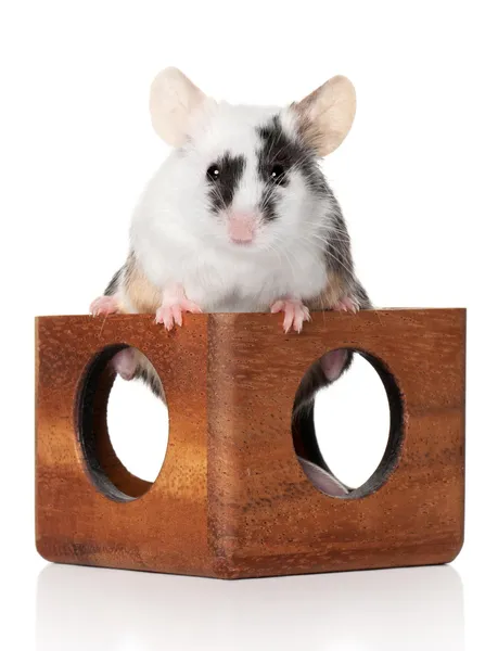 Крошечная мышка сидит на деревянной игрушке — стоковое фото