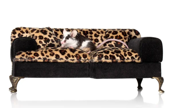 Winzige Maus posiert auf Sofa — Stockfoto