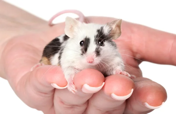 Мышь в женских руках — стоковое фото
