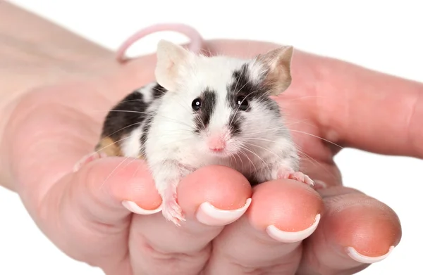 Souris dans les mains de la femme — Photo