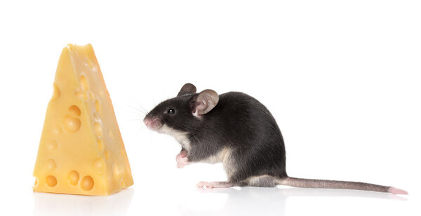 Mouse and cheese on white background