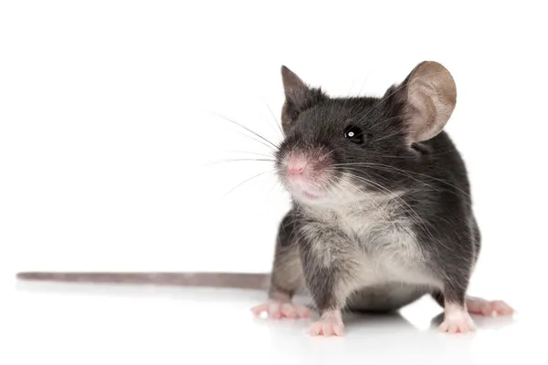 Myš na bílém pozadí — Stock fotografie
