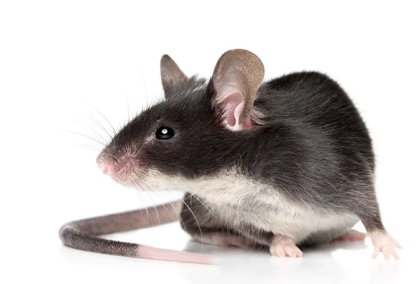 Myš na bílém pozadí — Stock fotografie