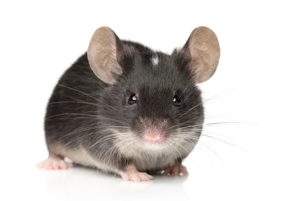 Tiny mouse close-up portrait — Stock Photo, Image