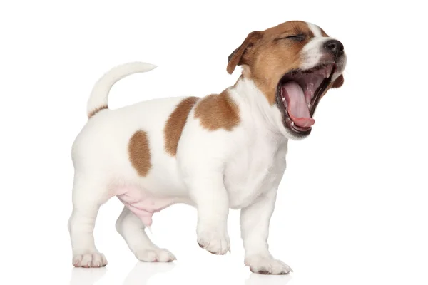 Beagle cachorro bosteza sobre un fondo blanco — Foto de Stock