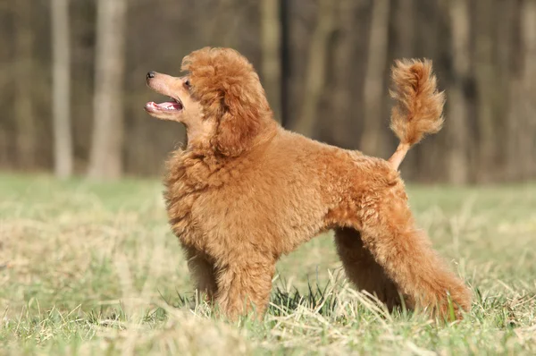 Brinquedo poodle filhote de cachorro na grama verde — Fotografia de Stock