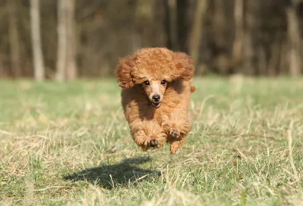 Brinquedo poodle cachorro correndo — Fotografia de Stock