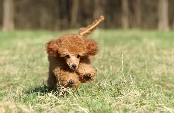 Juguete caniche cachorro corriendo — Foto de Stock
