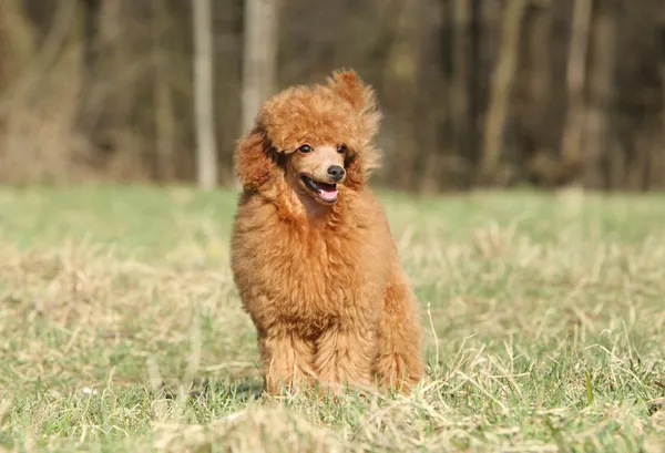 Toy Poedel puppy hondje op buiten — Stockfoto