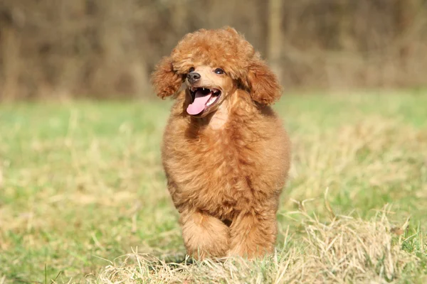 Happy poodle puppy at outdoor — Stock Photo, Image