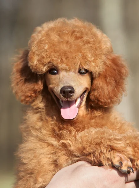 幸せなおもちゃのプードルの子犬をクローズ アップの肖像画 — ストック写真
