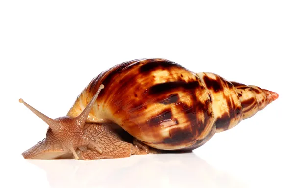 Giant African snail Achatina — Stock Photo, Image